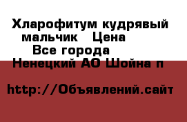 Хларофитум кудрявый мальчик › Цена ­ 30 - Все города  »    . Ненецкий АО,Шойна п.